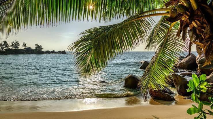 Baga Beach Palms Buitenkant foto